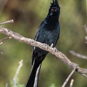 Phainopepla